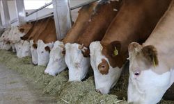 Kastamonu'ya 784 milyon liralık besi organize tarım bölgesi yatırımı