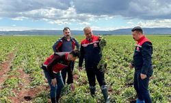 Reyhanlı’da Hasar Tespiti Başladı: Tarlalarda Zarar Büyük