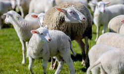 'Kırsalda Bereket Küçükbaşa Destek' projesine başvurular başladı