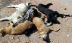Kırıkhan’da Dehşet ! 25 Köpek Zehirlenerek Öldürüldü