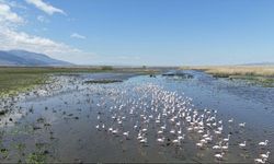 Kuraklık riski altındaki Eber Gölü'nün su seviyesi üç kat arttı