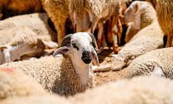 Kurban Hizmetlerinin Uygulanmasına Dair Tebliğ Resmi Gazete'de yayımlandı