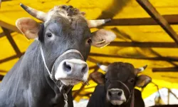 2026 Kurban Bedelleri Açıklandı!