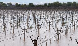 Manisa'da Gediz Nehri'nin taşması sonucu bağlar su altında kaldı
