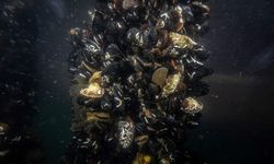 Marmara Denizi'ndeki midye çiftliklerinde pinalar için umut veren keşif