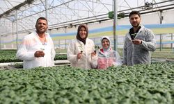 Marul ekerek başladığı tarım sektöründe 40 kadına istihdam sağlıyor