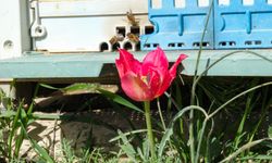 Mersin'de açan dağ laleleri arılara besin kaynağı oldu