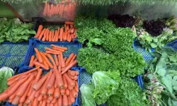 Hatay Tarlalarından Irak Sofralarına: İhracatta Rekor Artış