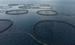 Muğla'dan yılın ilk çeyreğinde 198 milyon dolarlık balık ihracatı yapıldı