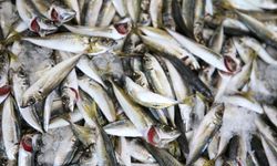 Palamudun üzdüğü Karadenizli balıkçıları hamsi mutlu etti