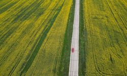 Tekirdağ'da kanola tarlaları sürücülere görsel şölen sunuyor