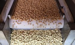 Türkiye, fındık ihracatından 7 ayda 1 milyar 445 milyon doları aşkın gelir sağladı