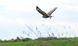 Uzmanlardan 'Çiftçi dostu yırtıcı kuşlara zarar vermeyin' uyarısı