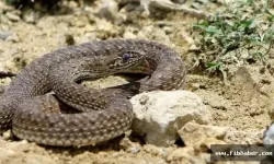 Yılanlar Kış Uykusundan Uyandı!