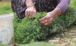 Sofraların Vazgeçilmezi Zahterde Hasat Başladı!