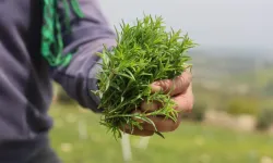 Hatay’ın Şifa Bitkisi Kanser Hücrelerinde Dikkat Çeken Sonuç Verdi!