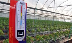 Zirai don uyarısı sonrası üreticiler tedbirlere odaklandı