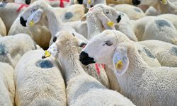 5 soruda kurbanlık hayvan seçiminde dikkat edilmesi gerekenler