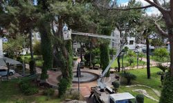 Alanya'da Akdeniz çam kabuk böceğine karşı ortak mücadele başlatıldı