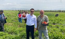 Aromasıyla ağızlarda tat bırakan Hassa çileğinin hasadına başlandı