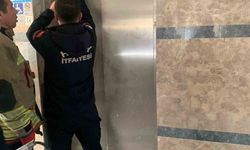 Asansör boşluğuna düşen yavru kediyi itfaiye kurtardı