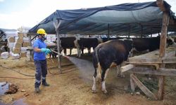 Büyükşehirden 6 farklı noktada ücretsiz kurban kesim hizmeti