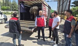 Hatay'da kurbanlık hayvan taşıyan araçlar denetlendi