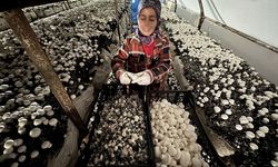 Hatay'da kurulan kooperatifle ilçe halkı mantar yetiştiriciliğini öğreniyor
