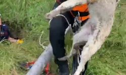 Isparta'da foseptik çukuruna düşen yavru köpek ve kaplumbağa kurtarıldı