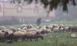 İsrail ordusu, Suriye'nin Kuneytra kırsalına baskın düzenleyerek bir çobanı alıkoydu