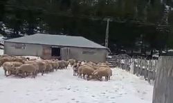 Kar kalınlığı 1 metreye ulaştı, mahsur kalan vatandaş kurtarıldı