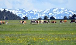 Kars'ta bahar ve kış bir arada yaşanıyor