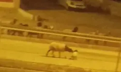 Hatay'da Kurban Bayramı Gelmeden Firar Eden Sürü Gündem Oldu!