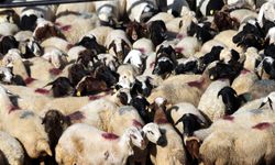 Kurban Bayramı öncesi 4 milyonu aşkın hayvanın sağlık kontrolü yapıldı