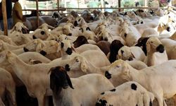 Kurbanlık seçimi, kesimi ve saklaması için dikkat edilmesi gerekenler