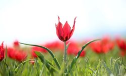 Muş lalesi, yabancı fotoğrafçıların ve belgeselcilerin kadrajında