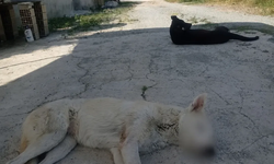 Samandağ’da Zehirlenen Sokak Köpekleri Tepki Çekti