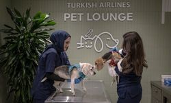 THY'den kargoda taşınabilen evcil hayvanlara İstanbul Havalimanı'nda özel salon hizmeti