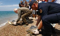 Antalya'da uydu cihazı takılan 3 yeşil deniz kaplumbağası denize bırakıldı