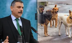 Hatay'da Sokak Köpekleri Toplatılıyor!