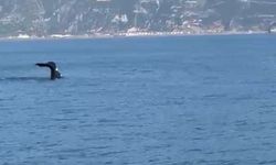 Hatay'dan Sonra Bir Balina Da Fethiye'de Görüldü: Akdeniz'de Neler Oluyor?