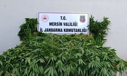 Bozyazı ilçesinde 402 kök kenevir ele geçirildi