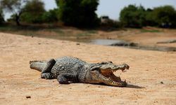 Burkina Faso'daki 'timsahlı köy' ziyaretçilerin ilgisini çekiyor