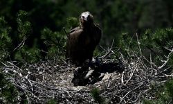 Kara akbaba 'Doruk' yuvasında yavrusuyla görüntülendi