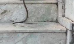 Kedinin yılanla oynadığı anlar cep telefonu kamerasında