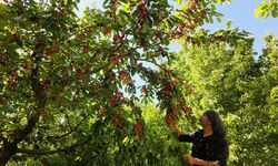 Manavgat'ta erkenci kiraz hasadı başladı