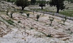 Mersin Erdemli'de dolu tarım alanlarına zarar verdi