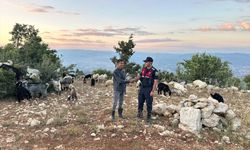 Mersin'de kaybolan 40 küçükbaş hayvan dronla bulundu