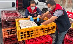 Mersin'de kayıt dışı ve menşei belirsiz 5 bin 890 tavuk ele geçirildi