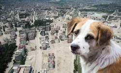 Sokak Köpeklerini Toplatmayan Belediye Başkanlarına Soruşturma ! Hatay'da Ne Olacak ?